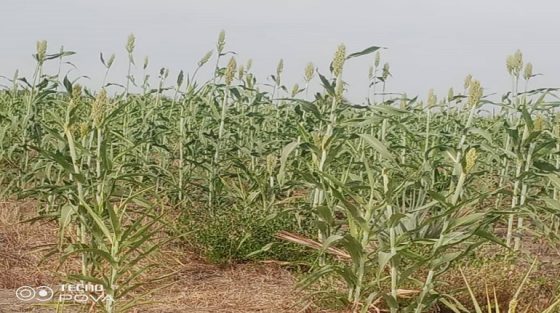 La Culture Miraculeuse du Sahel : Une Agriculture Résiliente après la Saison des Pluies